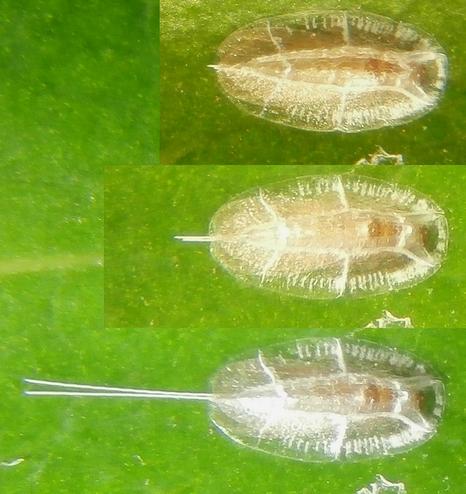 Réf. 180 118 : Protopulvinaria pyriformis